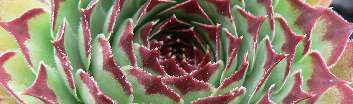 Leesa's Alpines