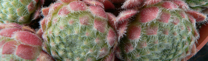 Leesa's Alpines