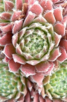 Sempervivum