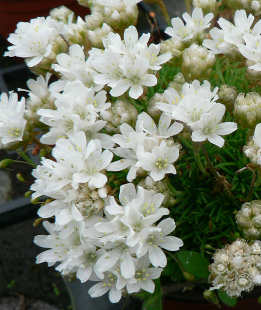 Armeria juniperifolia 'Alba'
