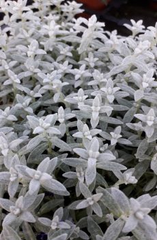Cerastium
