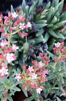 Crassula