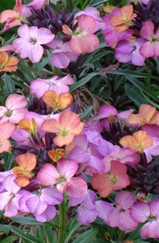 Erysimum