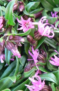 Lychnis flos-cuculi 'Little Robin'