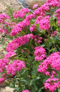 Lychnis