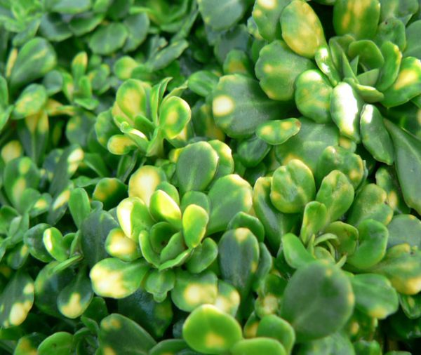 Saxifraga cuneifolia Variegata'