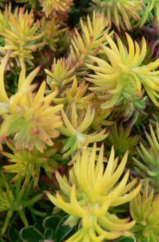 Sedum rupestre ‘Angelina’
