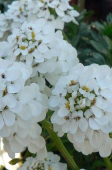 Iberis sempervirens 'Snowflake' - Candytuft