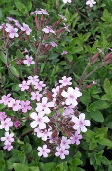 Saponaria ocymoides