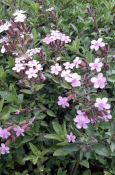 Saponaria