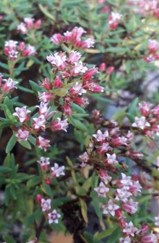 Crassula sarcocaulis