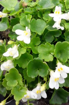 Cymbalaria