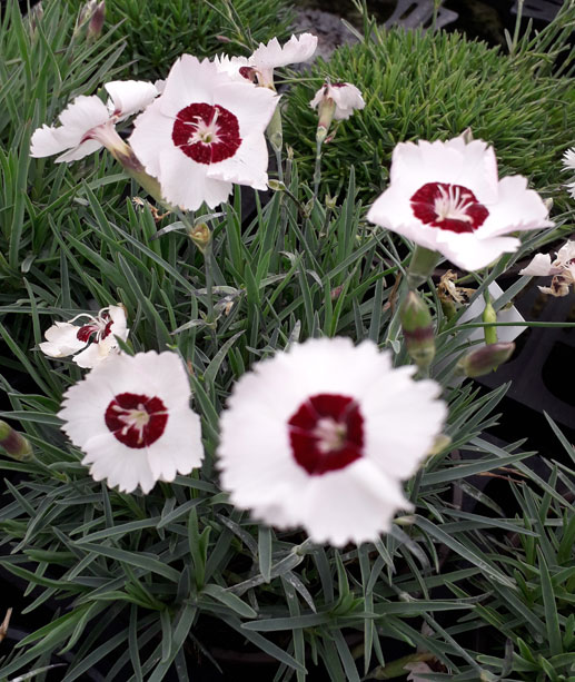 Dianthus ‘Dainty Dame’