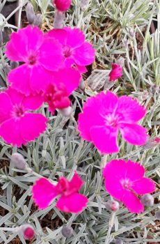 Dianthus 'Whatfield Magenta'