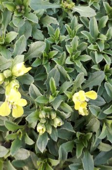 Erysimum`Moonlight’