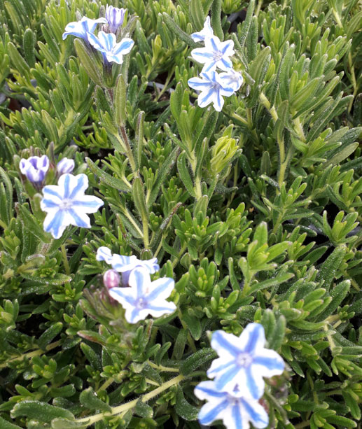 Lithodora diffusa ‘Blue Star’