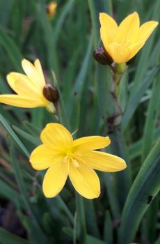 Sisyrinchium californicum Brachypus Group