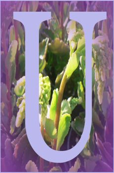 U