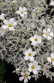 Cerastium tomentosum