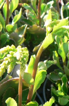 Umbilicus oppositifolius ( Chiastophyllum oppositifolium )