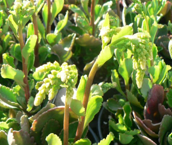 Umbilicus oppositifolius ( Chiastophyllum oppositifolium )
