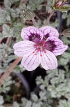 Erodium ‘Purple Haze’