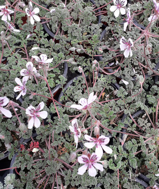 Erodium cheilanthifolium
