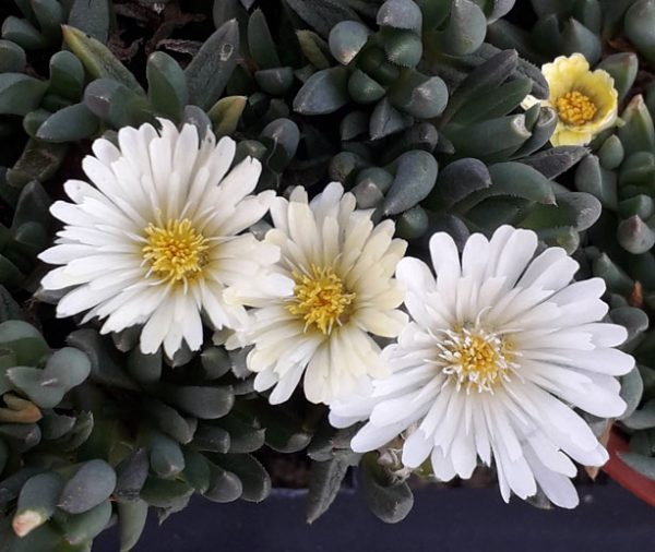 Malotigena frantiskae-niederlovae ‘White Nugget’ (Delosperma congestum ‘Alba’)