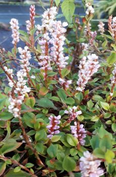 Persicaria vacciniifolia