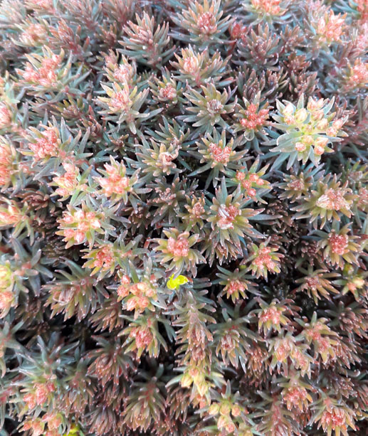 Sedum polytrichoides 'Chocolate Ball' Leesa's Alpines