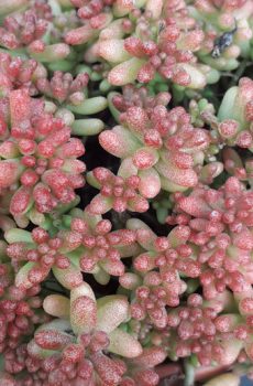 Sedum album ‘Coral Carpet’