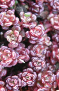 Sedum oreganum