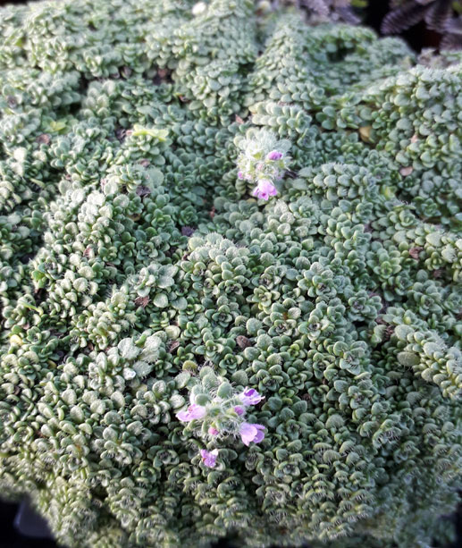 Thymus serpyllum 'Minor' Leesa's Alpines