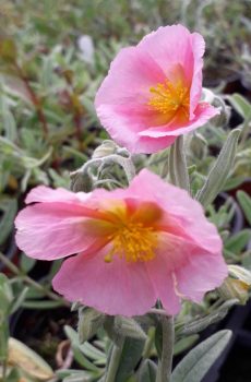 Helianthemum 'Rhodanthe Carneum' (Wisley Pink)