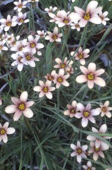 Sisyrinchium 'Biscutella'