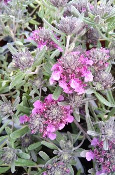 Teucrium ackermanii