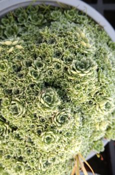 Saxifraga paniculata var.minutifolia ('Baldensis')