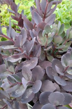 Hylotelephium 'Dazzleberry'